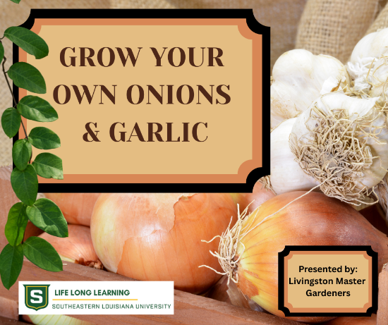 Picture of Grow Your Own Onions & Garlic (Sept. 25th)