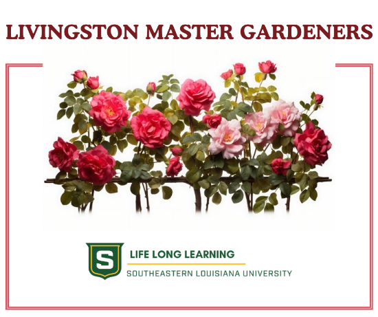 Picture of 2026 Unveiling The Beauty of Roses (Thursday, February 26th, 6:00pm - 7:30pm)