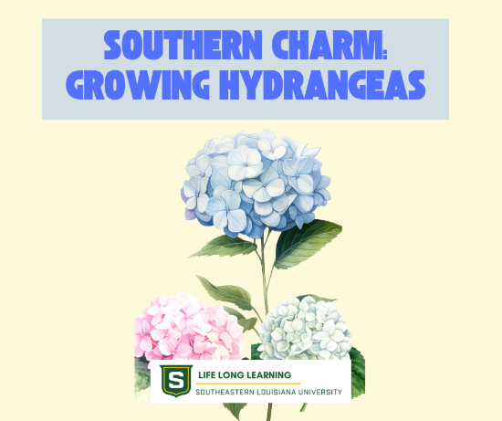 Picture of 2026 Southern Charm: Growing Hydrangeas (Thursday, Mar. 26th) 6:00pm - 7:30pm