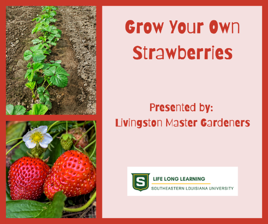 Picture of 2027 WALKER: Planting Strawberries (Wednesday, Oct. 21st) 6:00pm - 7:30pm